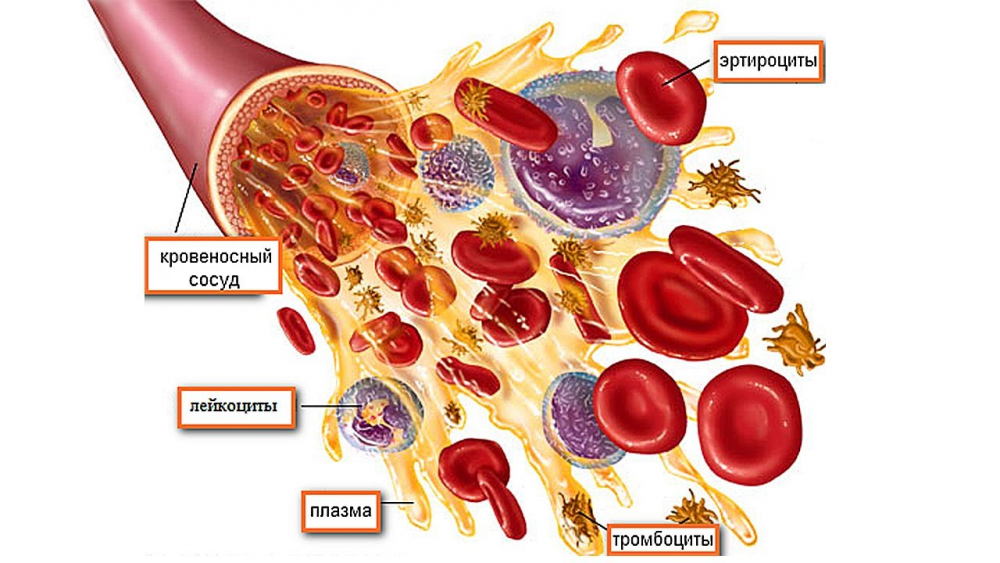 почему повышены тромбоциты в крови у женщины